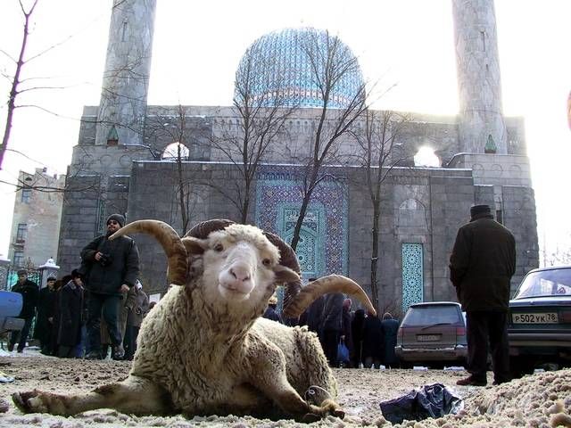 Qurban bayramı ilə bağlı selfi qadağası