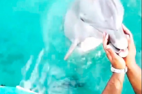Дельфин достал девушке телефон со дна океана