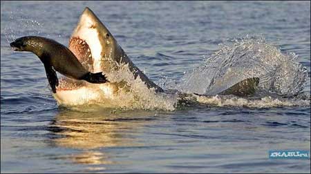 РАЗНОЕ: Нападение акул в замедленной съемке