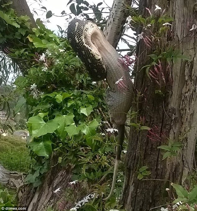 Python swallows a large possum WHOLE after capturing it up a tree