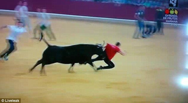 Bull runner is humiliated