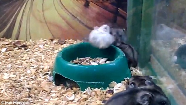 The hamster who doesn't need a wheel