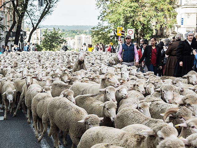 2000 овец прошли по дорогам Мадрида