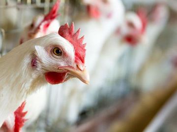 Avian flu monitoring to be launched in Azerbaijan