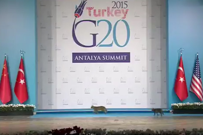 На сцену саммита G20 выбежали кошки
