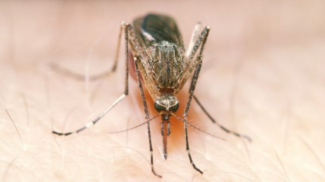 Выведен генномодифицированный комар