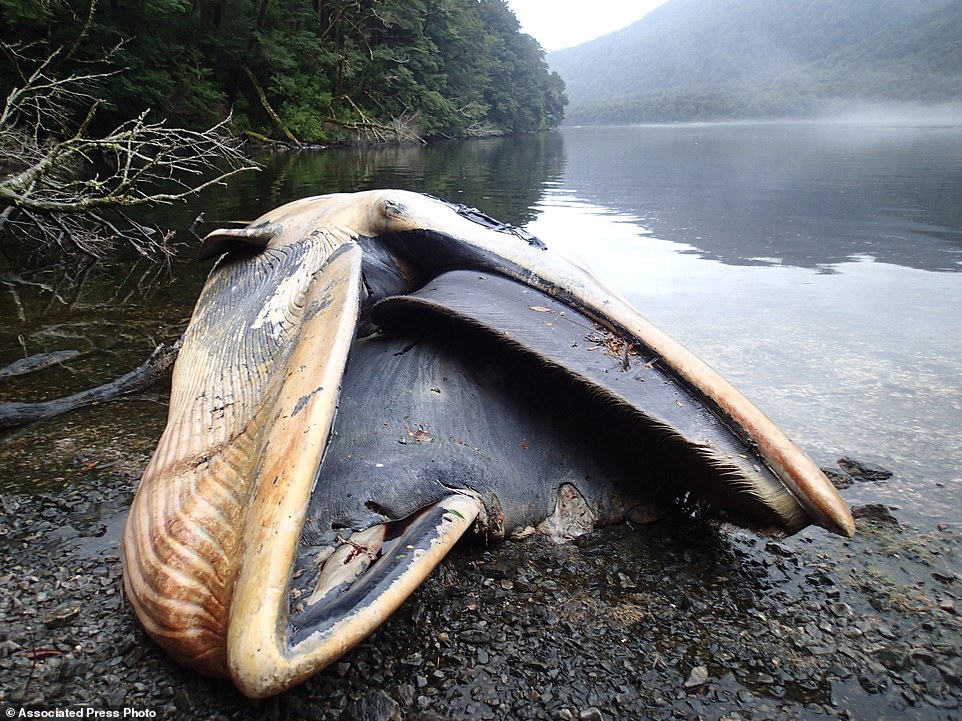 Why have 337 whales washed up dead on the same stretch of coast?