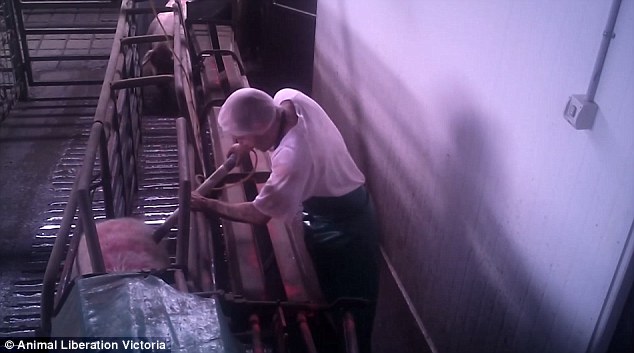 Pigs being 'forced into small cages before they are 'lowered into gas chambers'