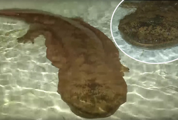 Is this the oldest creature on Earth?