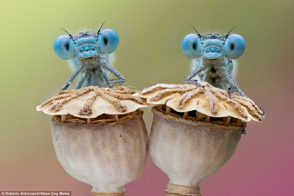 Incredible photographs capture groups of bug-eyed dragonflies rising from their overnight slumber