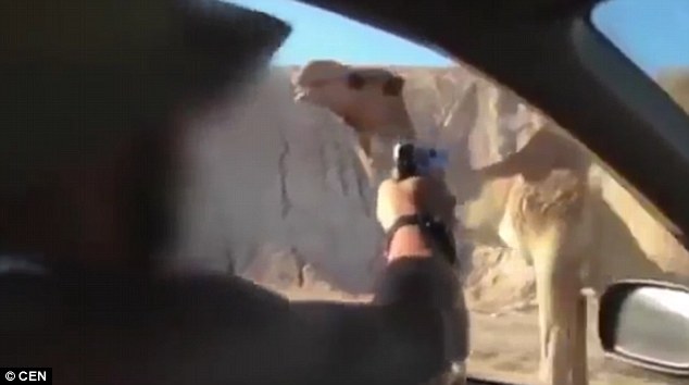 Soldiers from Israel's elite killing a CAMEL in drive-by shooting