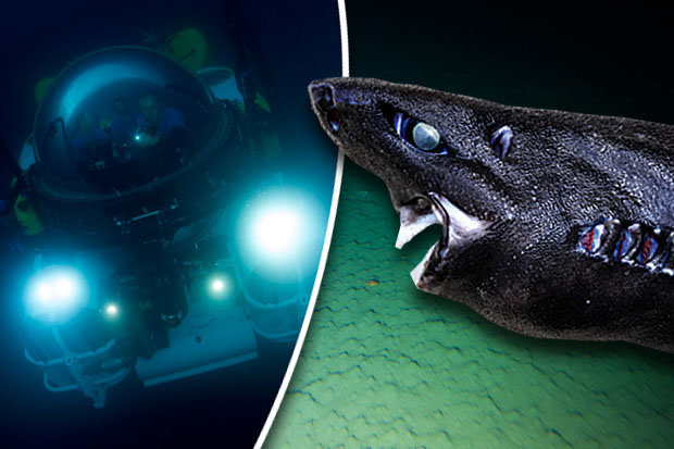 Terrifying pitch black shark discovered in ocean abyss