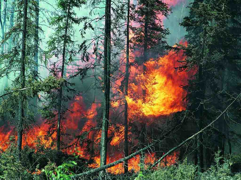 Лесные пожары перекинулись на дома