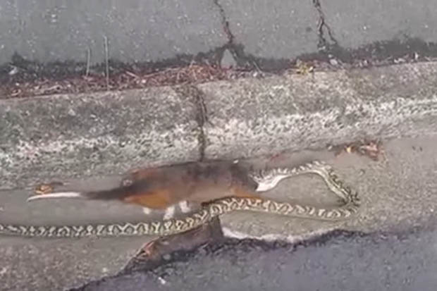 Snake attempts to swallow WHOLE possum nearly twice its size