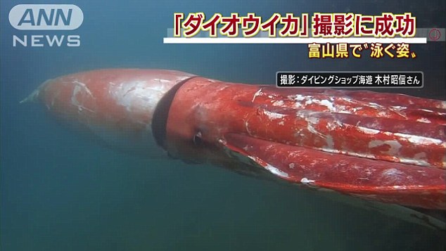 4 metre giant squid filmed cruising along in Japanese harbour