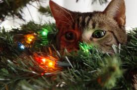 Разное: Коты против новогодних елок