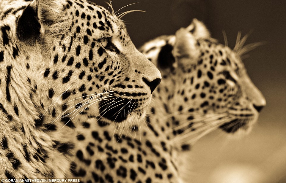 Photographer spends ten years capturing incredible sepia portraits of big cats