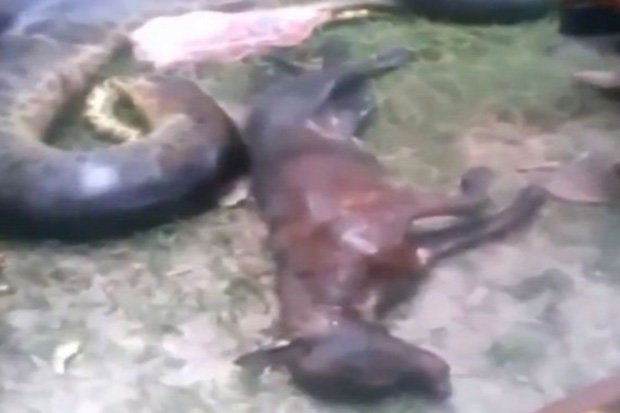 Giant snake cut open to reveal its final meal - a PIT BULL terrier