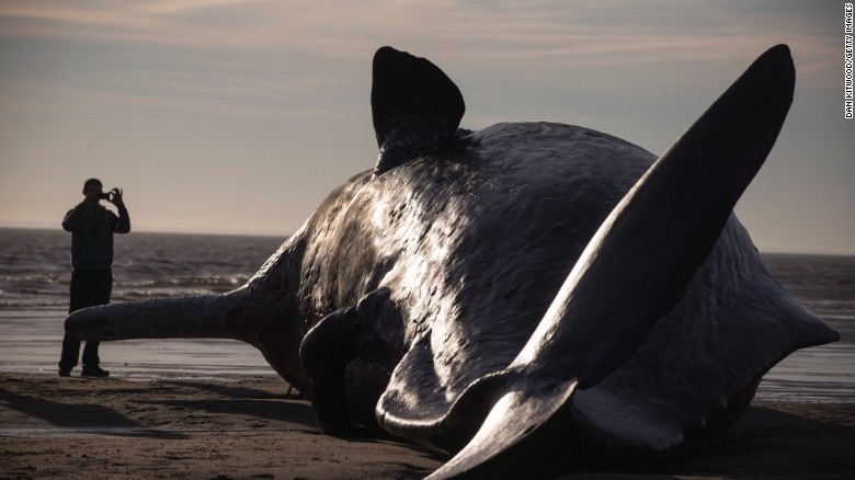 Whales wash up on the beach