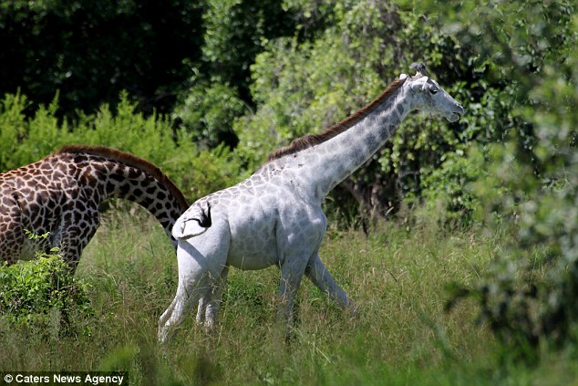 Rare white giraffe