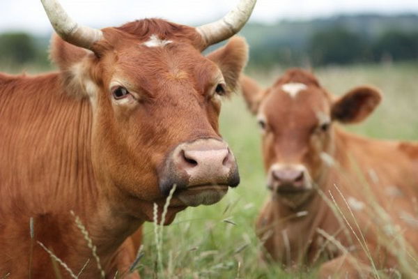 Запрещен импорт живого скота из Грузии