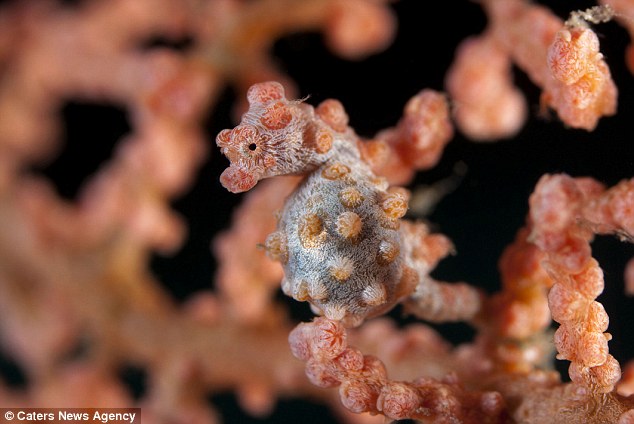 Can YOU spot the seahorse?