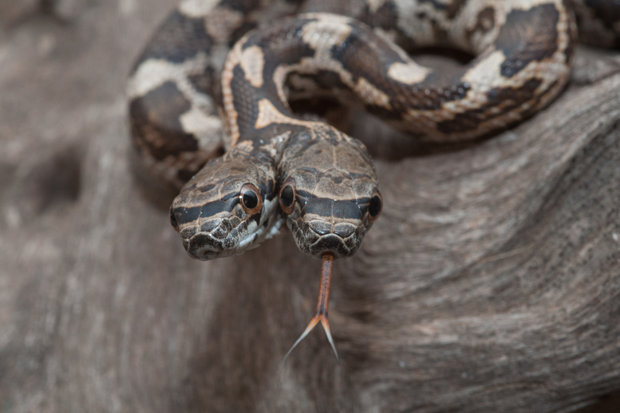 Double trouble: Brave photographer snaps TWO-HEADED siamese snake