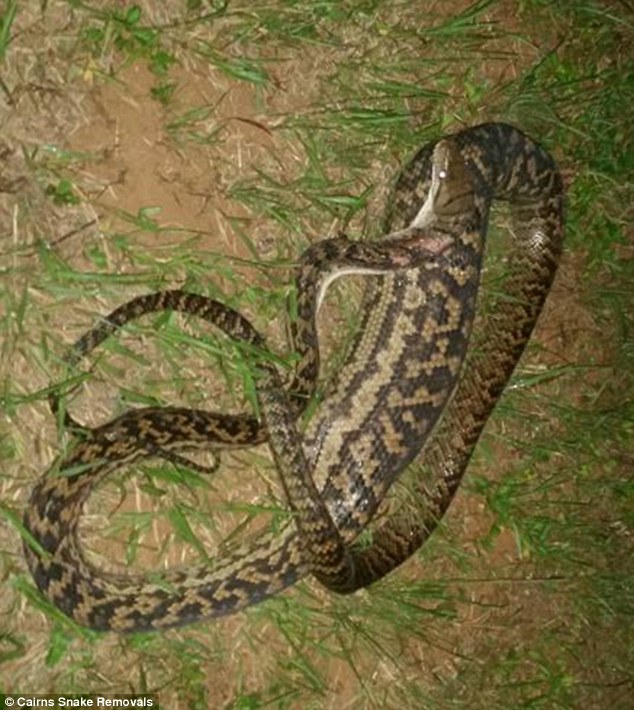 The swollen belly of a python after eating a distraught family's cat