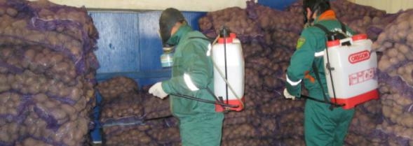 İrandan Azərbaycana idxal olunan 24 ton kartof zərərsizləşdirildi