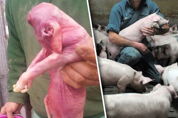 Farmer's shock as bizarre piglet born without FACE