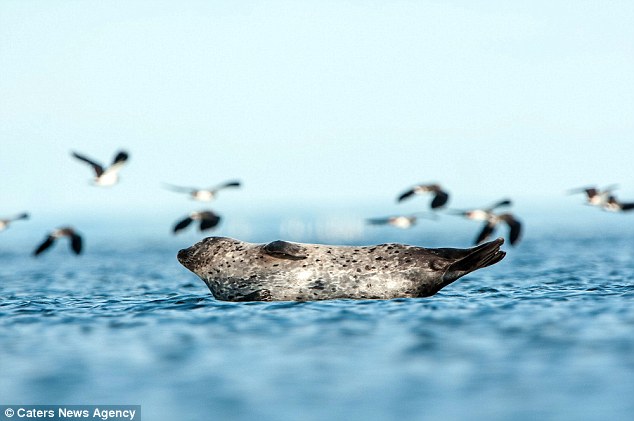 The happiest seal in the world!