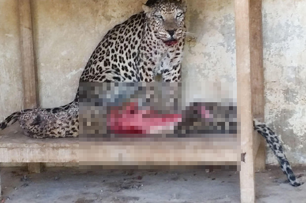 Starving animals become cannibals to survive in war-ravaged zoo