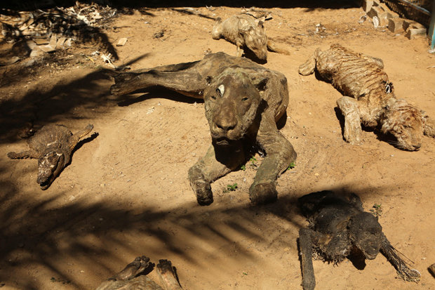 Zoo’s abandoned animals turn to mummified stone statues