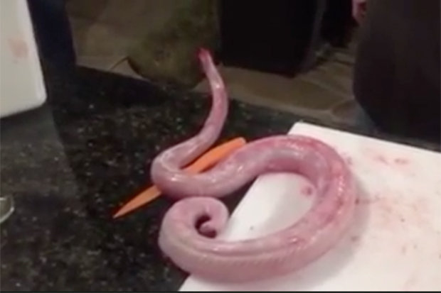 Gutted and skinned zombie rattlesnake comes back from dead to attack chef