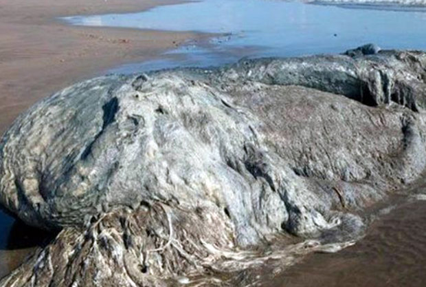 Mystery monster sea blob washes up on beach and terrifies tourists