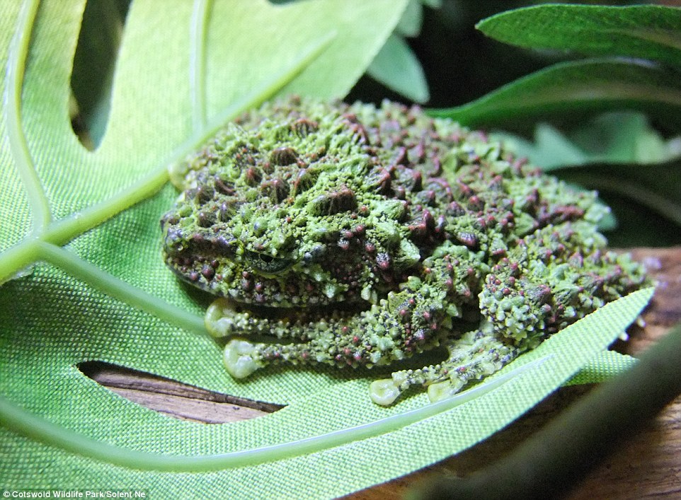 Vietnamese Mossy Frog camouflaged in moss controlled