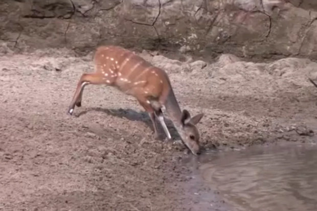 Deer nearly swallowed whole when beast leaps from water
