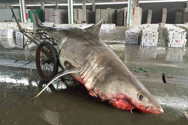 Fisherman accidentally catches Great White Shark