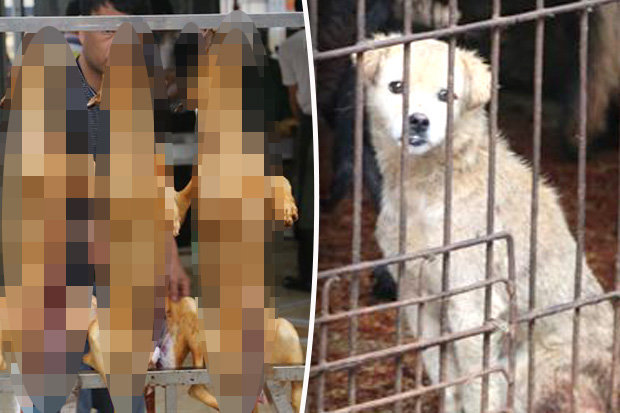 Shocking undercover footage of dog meat festival