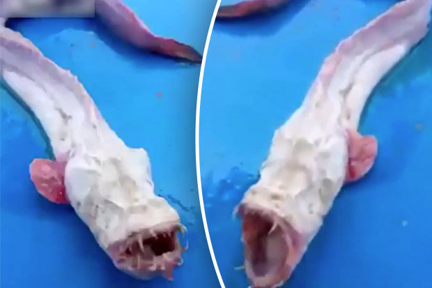 Horrific blind 'alien' sea monster will give you nightmares