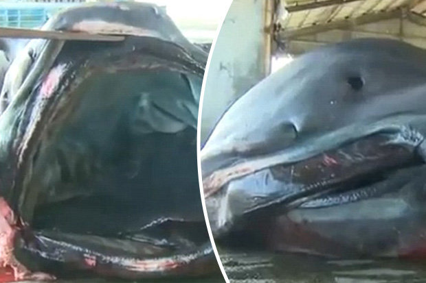 Monumental 'megamouth' shark caught causing utter panic