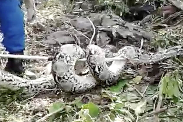 Enormous 100KILO python captured while laying eggs