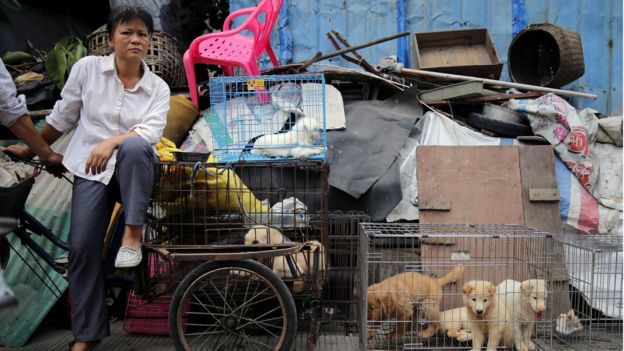 Yulin dog meat festival begins in China amid widespread criticism