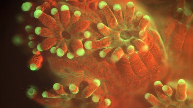 Microscope observes life of the ocean floor