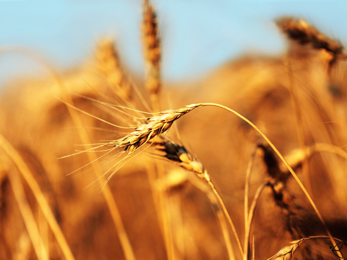 Азербайджан импортировал 223 тыс. тонн зерна