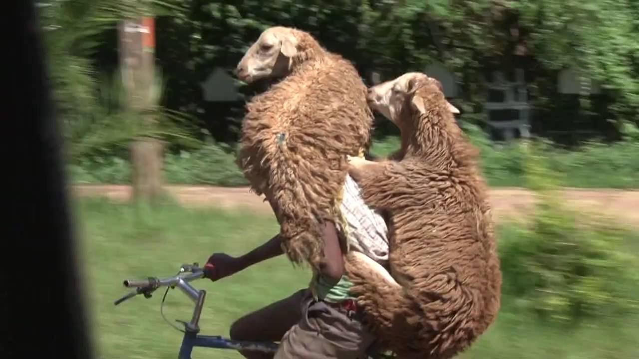 Qoyunlarını velosipedlə aparan çoban -  VİDEO