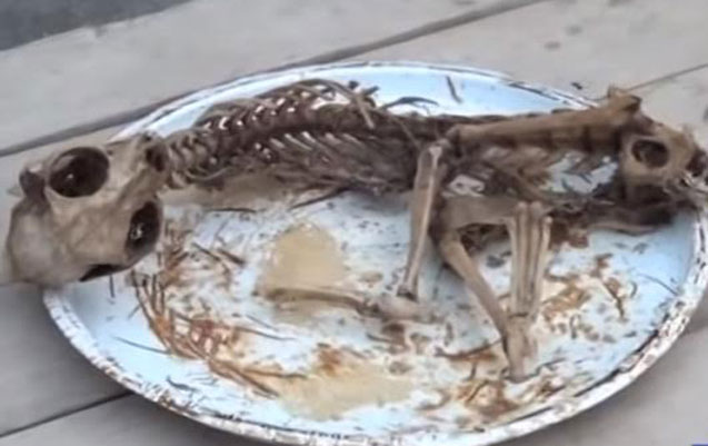 Beyləqanda evin içindən naməlum heyvanın skeleti tapıldı - Video