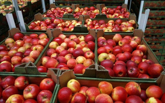 Россия запретила азербайджанские яблоки
