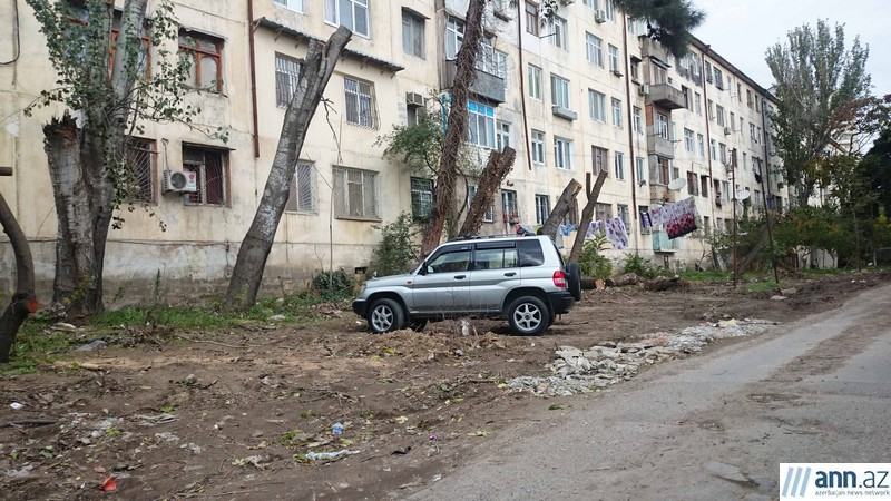 Bakıda məhv edilən yaşıllıq - FOTOLAR