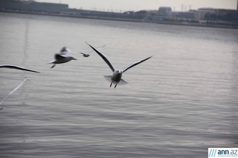 Чайки над Каспийском морем - ФОТО